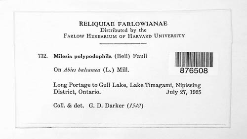 Milesia polypodophila image